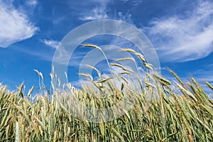 Summer rye field in Poland