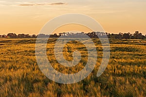 Summer rye field at sunset