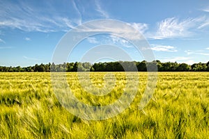 Summer rye in the sun