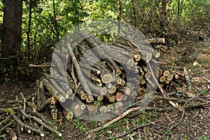 Summer\'s Harvest: Neatly Stacked Firewood in the Forest