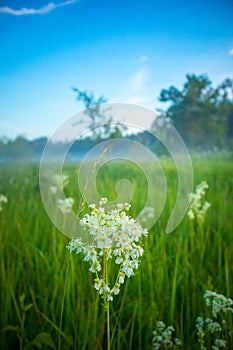 Summer\'s Symphony: Blossoming Meadow Serenade in the Morning Light