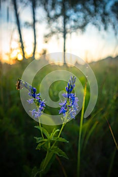 Summer\'s Symphony: Blossoming Meadow Serenade in the Morning Light