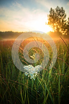 Summer\'s Symphony: Blossoming Meadow Serenade in the Morning Light
