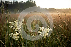 Summer\'s Symphony: Blossoming Meadow Serenade in the Morning Light