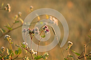 Summer\'s Symphony: Blossoming Meadow Serenade in the Morning Light