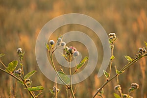 Summer\'s Symphony: Blossoming Meadow Serenade in the Morning Light