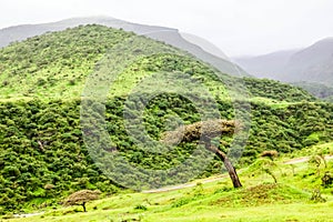 Lush green landscape, trees and foggy mountains in Ayn Khor tourist resort, Salalah, Oman photo