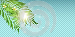 Summer sale cover for web. Exotic palm leaf with plumeria flowers on white background. Special offer. Online shopping. Seasonal