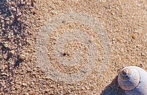 Summer sand background closeup
