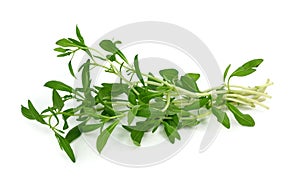 Summer savory photo