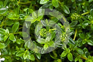 Summer savory photo