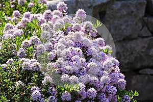 Summer savory in the garden