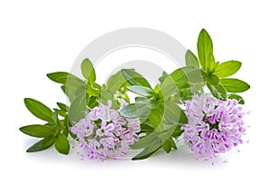 Summer savory plant with flowers