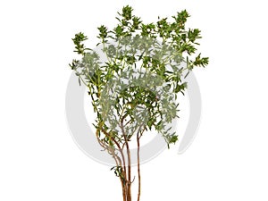 Summer savory plant isolated on white, Satureja hortensis