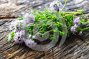 Summer savory (Satureja hortensis)