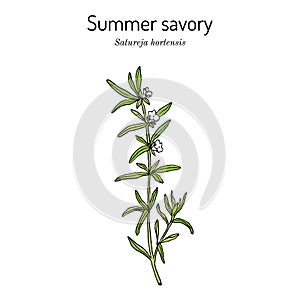 Summer Savory Satureja Hortensis , edible and medicinal plant