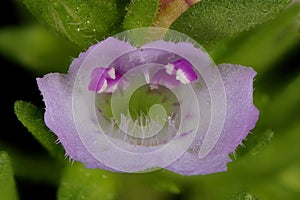 Summer Savory (Satureja hortensis). Flower Closeup photo