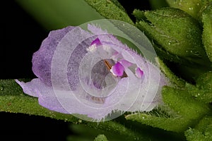 Summer Savory (Satureja hortensis). Flower Closeup photo