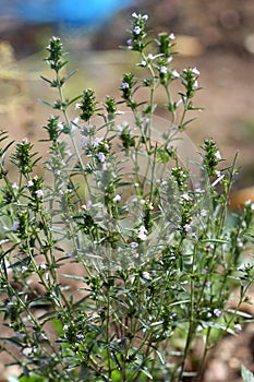 Summer savory (Satureja hortensis)