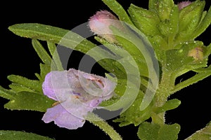 Summer Savory (Satureja hortensis). Inflorescence Detail Closeup