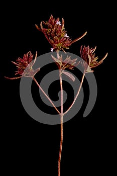 Summer Savory (Satureja hortensis). Infructescence Closeup
