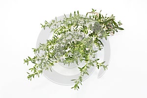 Summer Savory , Satureja Hortensis, Isolated on White