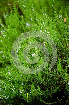 Summer savory (Satureja hortensis) photo