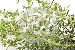 Summer Savory , Satureja Hortensis, on White Background