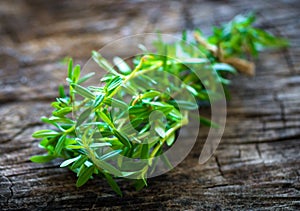 Summer savory (Satureja hortensis)