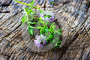 Summer savory (Satureja hortensis)