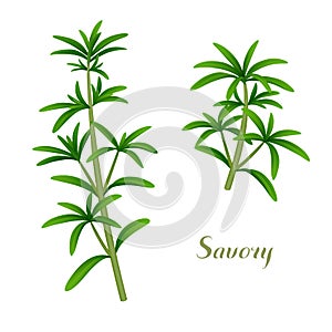 Summer savory sprigs on white background