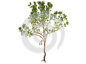 Summer savory thyme, Satureja hortensis