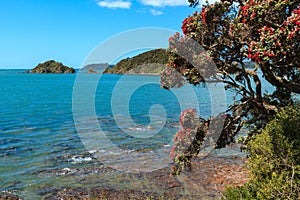 Pohutukawa tree and islands, Bay of Islands, New Zealand photo