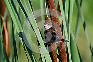 Cute little Marsh Wren sits perched on a cattail in a marsh