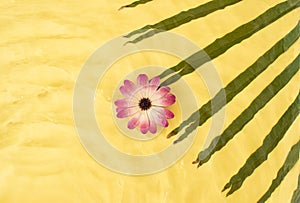 Summer scene with flower and palm leaf in water. Minimal nature concept. Vivid summer or spring concept. Flat lay