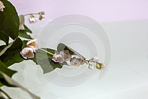 Summer scene with flowers in water. Sun and shadows. Minimal nature background. flower in water, creative abstract