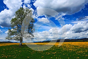 Summer scene landscape, yellow flower meadow with birch tree, beautiful blue sky with big grey white clouds, mountain in the backg