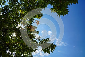 Summer scene of natural fresh green maple leaves foliage branches with clear blue sky and shining light beam background