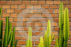 Summer scene of rough orange brick texture pattern wall and grey mortar background with fresh bright green cactus desert plant