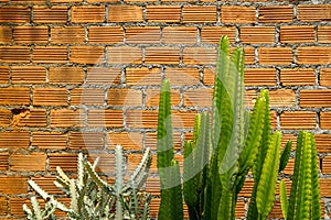 Summer scene of rough orange brick texture pattern wall and grey mortar background with fresh green and pale cactus desert plant