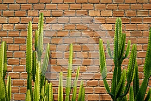 Summer scene of rough orange brick wall and grey mortar background with beautiful fresh bright green cactus desert plant