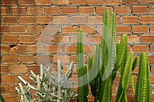 Summer scene of rough orange brick wall and mortar background with fresh green cactus desert plant