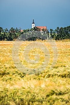 Summer scenery with church and field of yellow grain