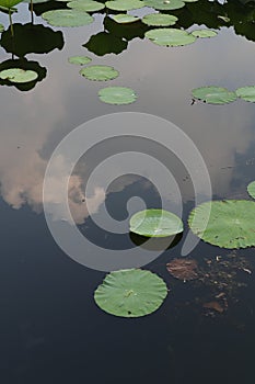 The summer scenery of the lotus pond