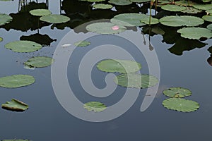 The summer scenery of the lotus pond