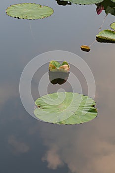 The summer scenery of the lotus pond