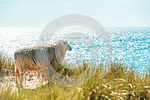 Summer scenery on Sylt island with sheep on the marram grass dunes