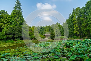 Summer scenery of Wuhan Botanical Garden photo