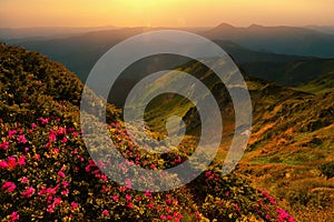 Summer scenic mountains scenery, wonderful summer dawn landscape, amazing blooming pink rhododendron flowers