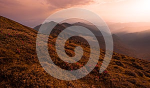 Summer scenic mountains scenery, wonderful summer dawn landscape, amazing blooming pink rhododendron flowers